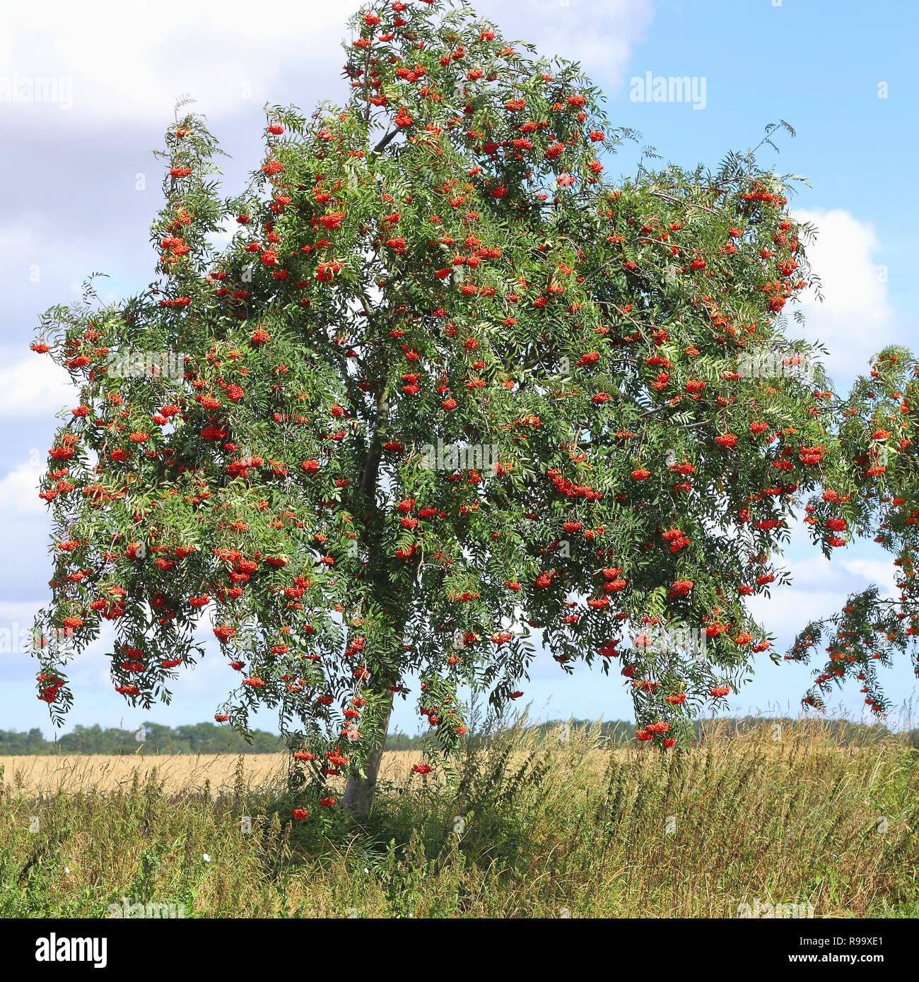 Rowan with ripe berries, Sorbus aucuparia Stock Photo - Alamy