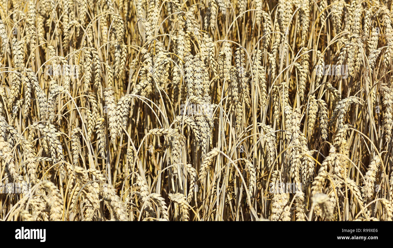 A ripe wheat field shortly before harvest Stock Photo