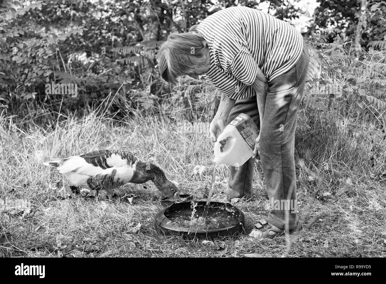 Old lady giving her goose some water Stock Photo