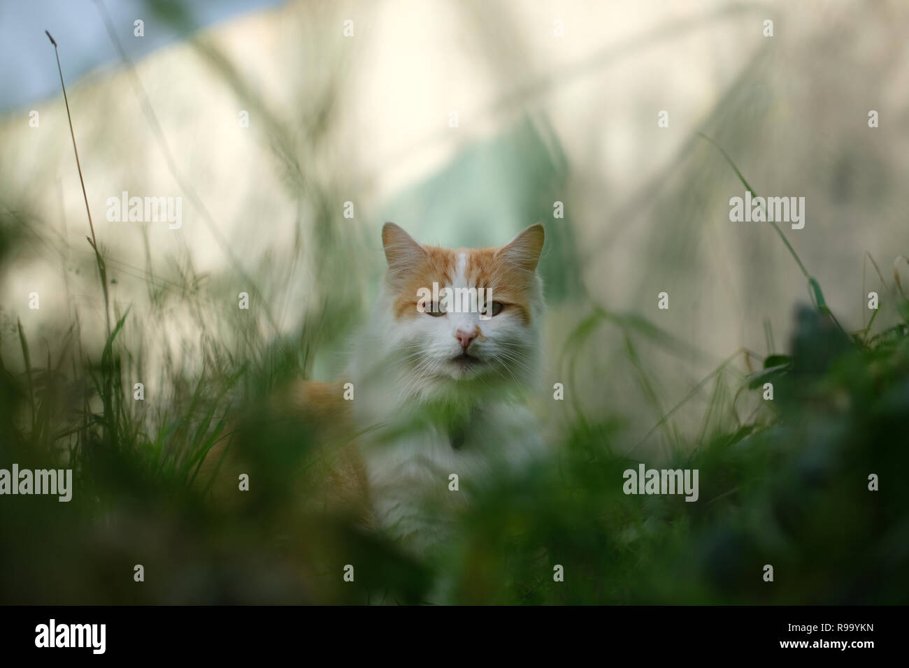 A cat sitting grass looking directly into the camera Stock Photo