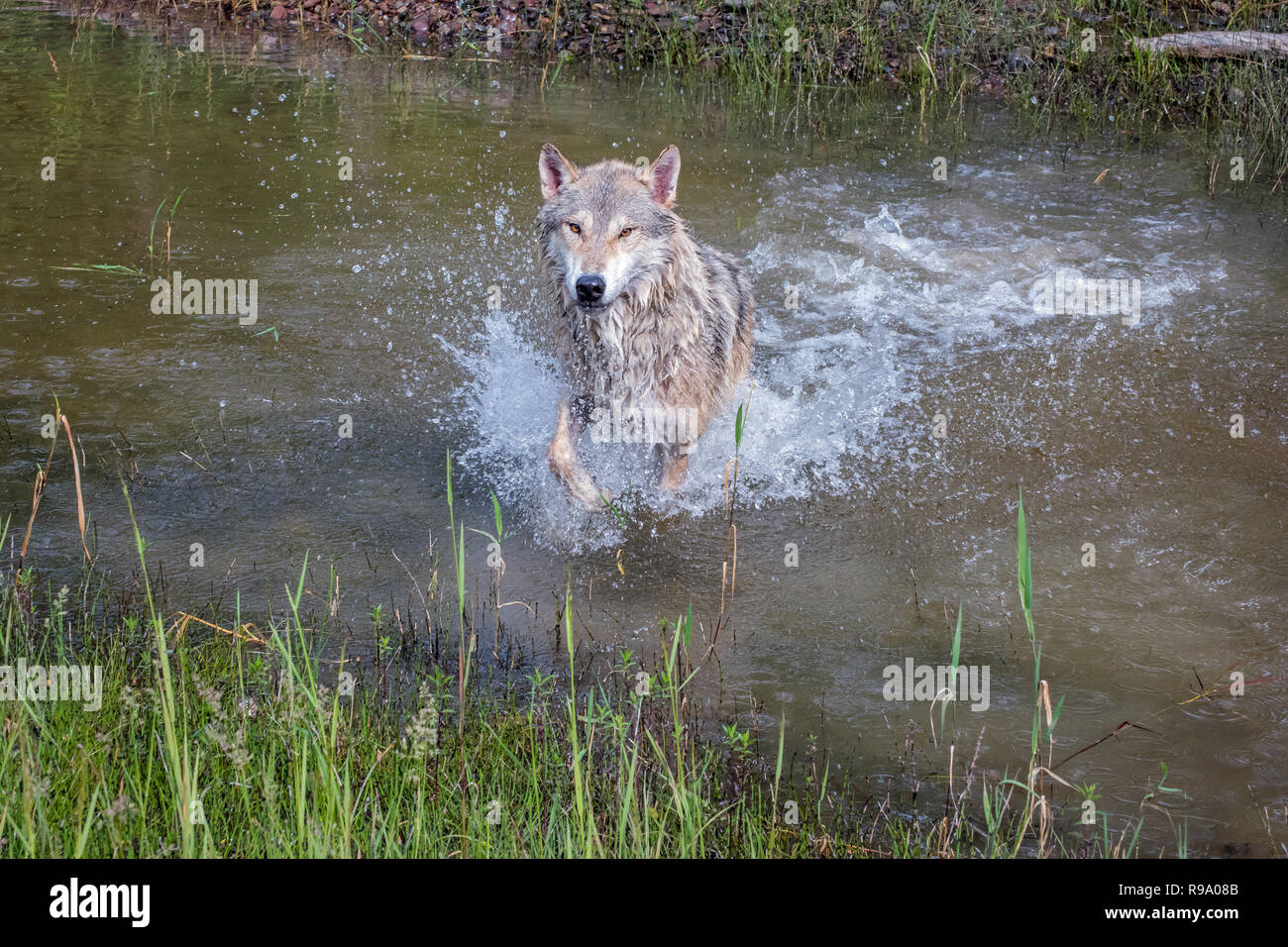 Wolf run tundra hi-res stock photography and images - Alamy