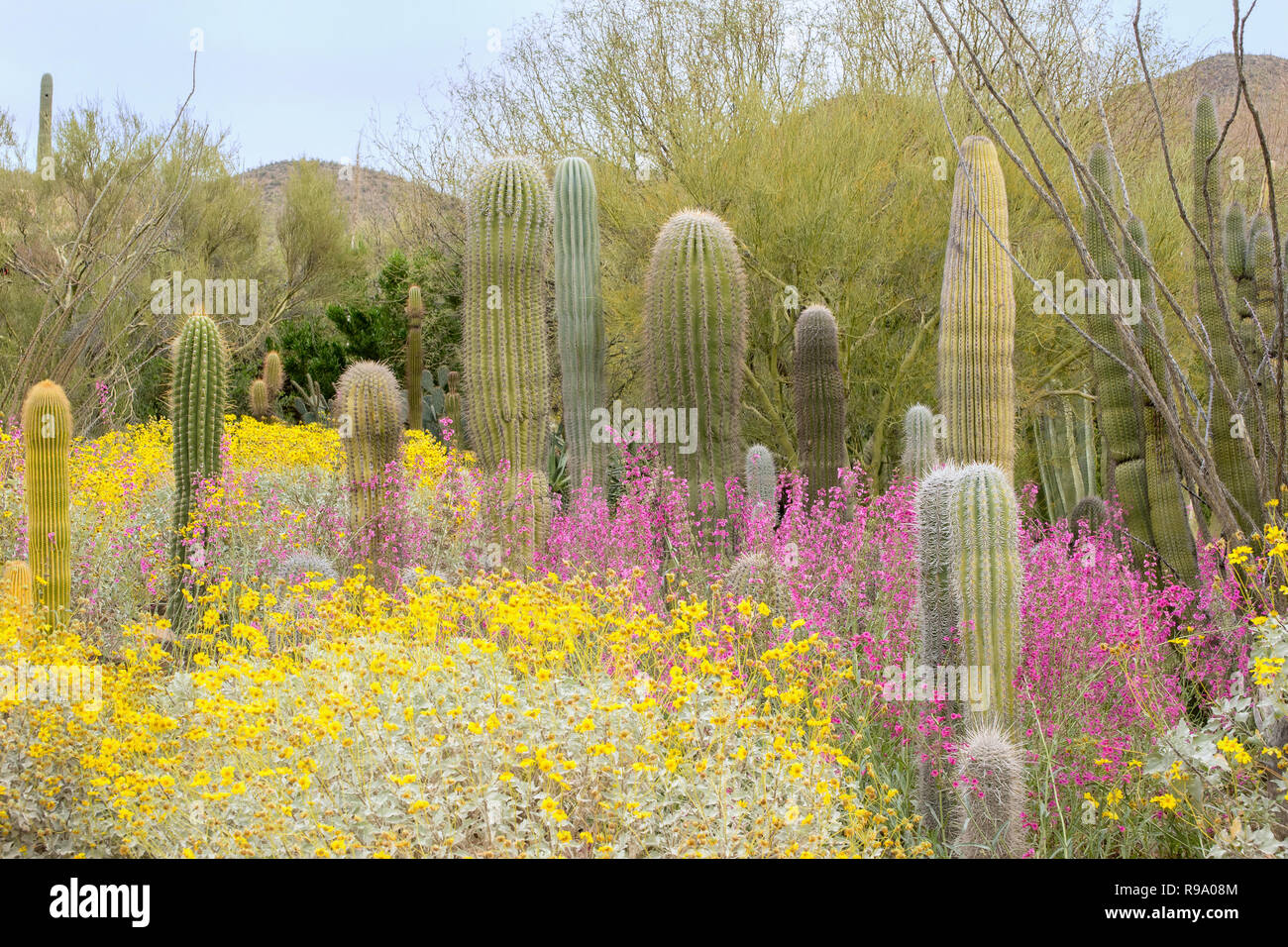 Desert Landscape with Cacti and Spring Flowers Stock Photo