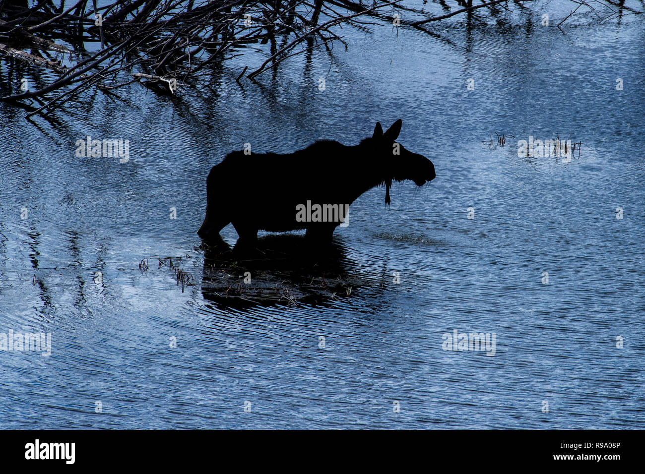 SIlhouette of a Female Moose wading through Sawmill Pond Stock Photo