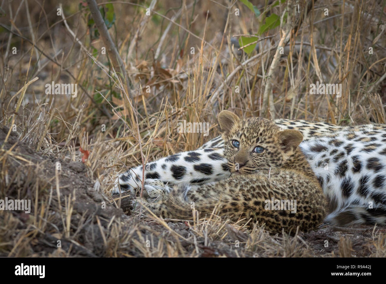 Adorable tiny leopard cub laying next to mom. Stock Photo