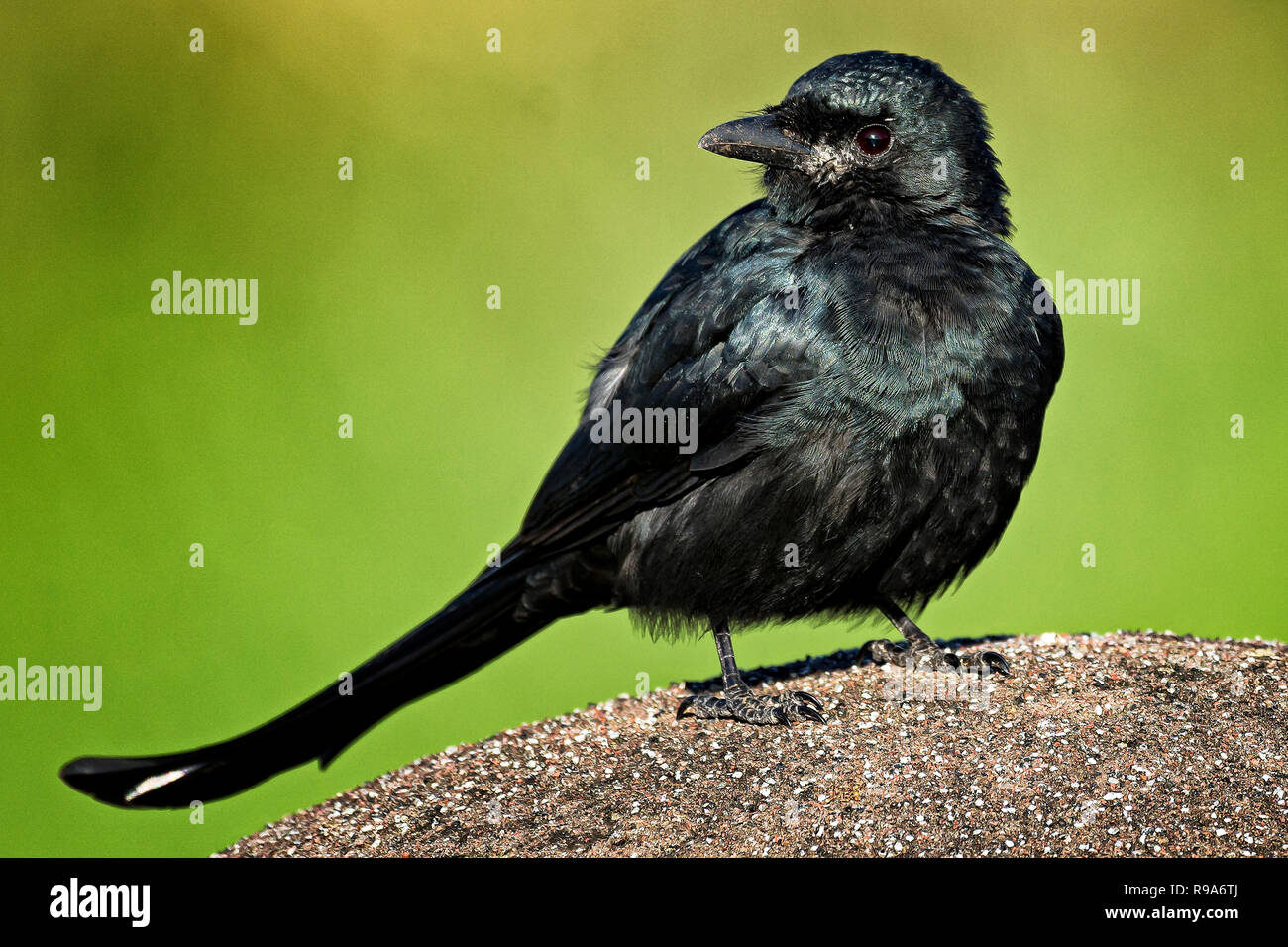 Black Drongo Bird Stock Photo