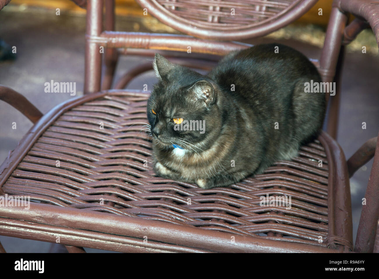 black cat sits in a wicker rocking chair Stock Photo