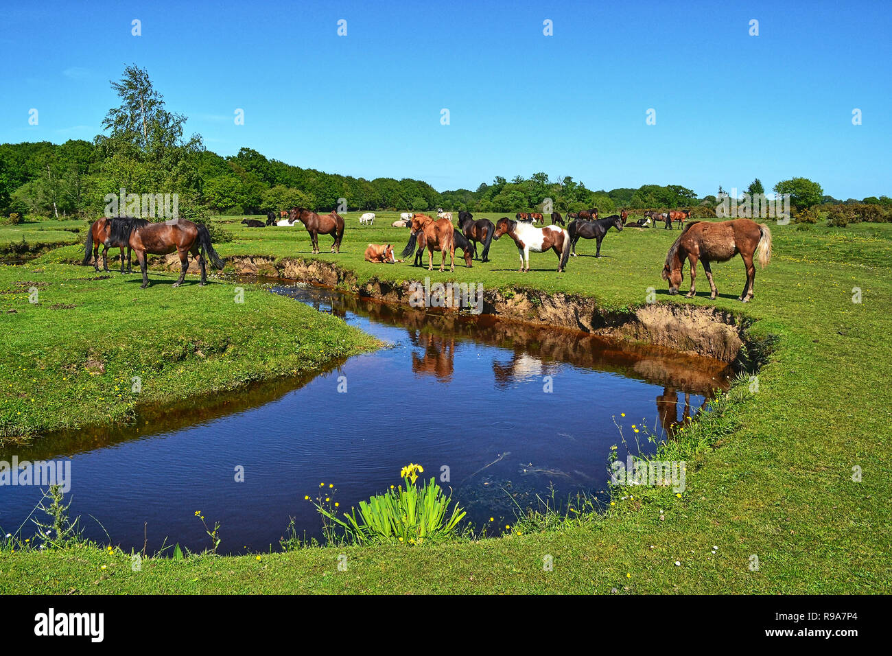 Wild ponies in the countryside, beside Mill Lawn Brook, Mill Lane, in Burley, the New Forest, Hampshire, UK. Pretty stream. Stock Photo