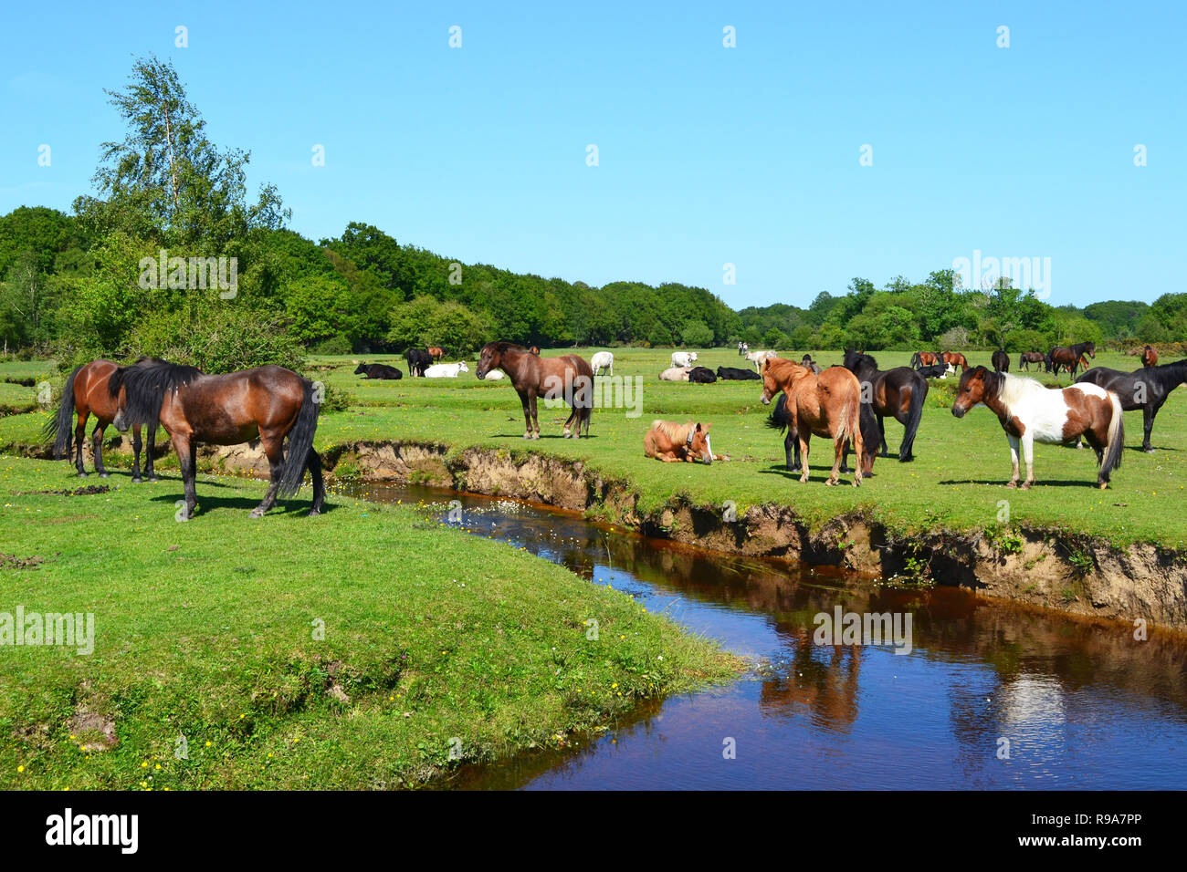 Wild ponies in the countryside, beside Mill Lawn Brook, Mill Lane, in Burley, the New Forest, Hampshire, UK. Pretty stream. Stock Photo