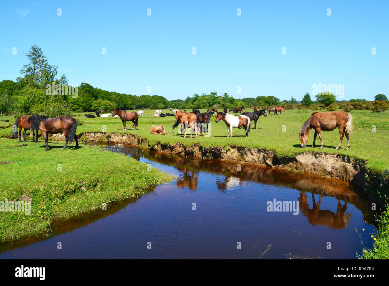 Wild ponies in the countryside, beside Mill Lawn Brook, Mill Lane, in Burley, the New Forest, Hampshire, UK. Pretty stream. Stock Photo