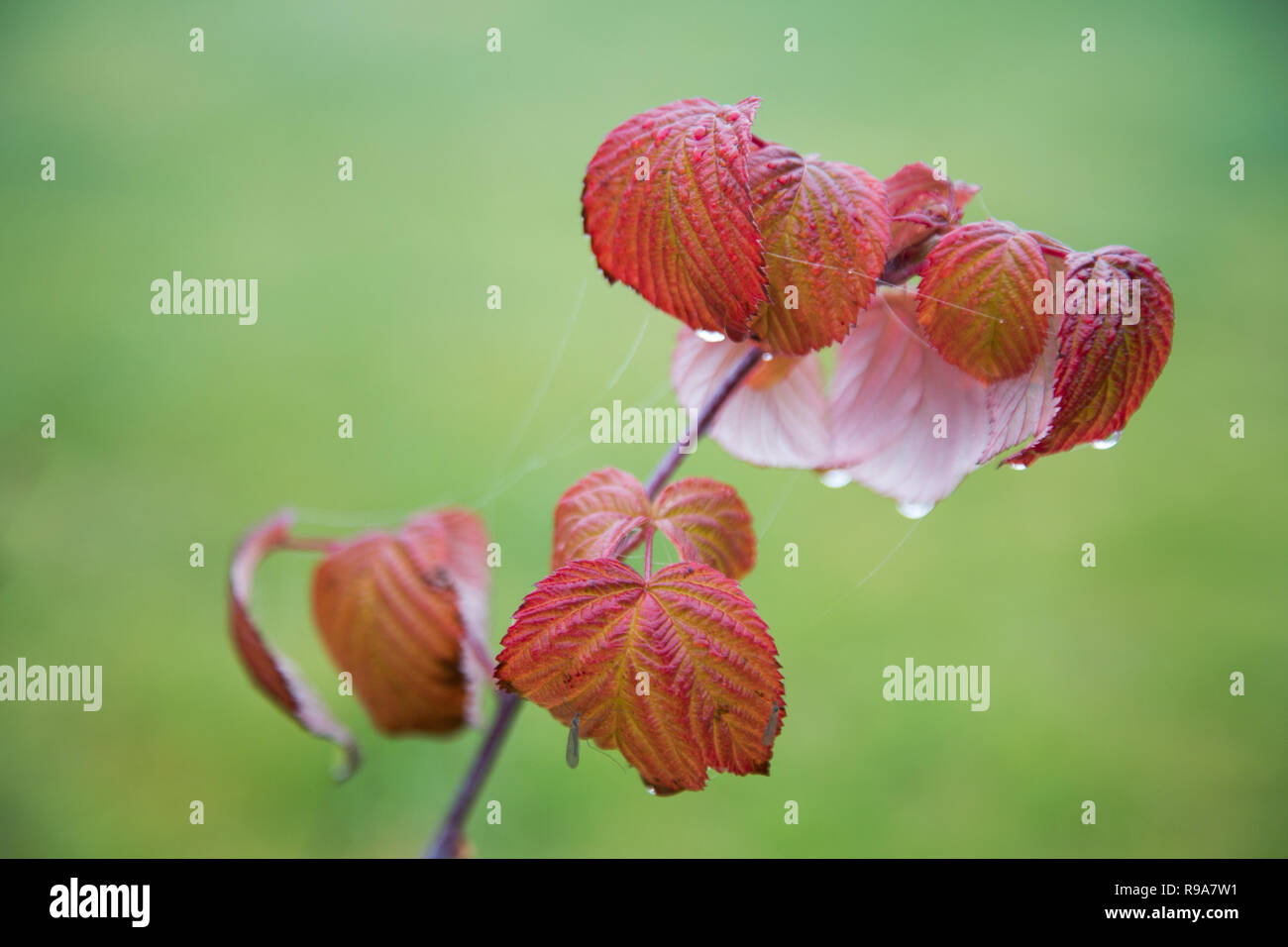 red raspberry leaves with water drops on a blurred background Stock Photo