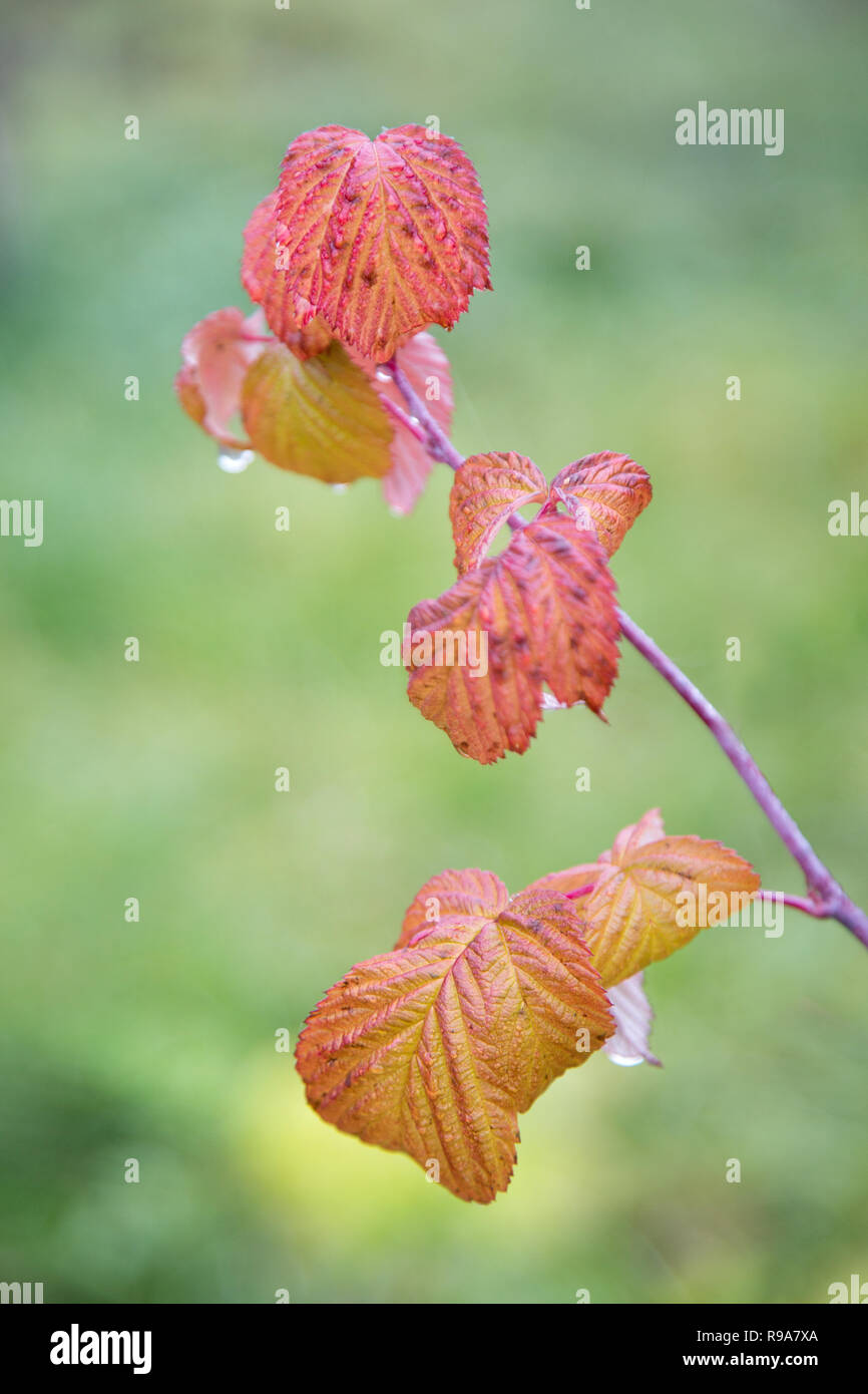 red raspberry leaves with water drops on a blurred background Stock Photo
