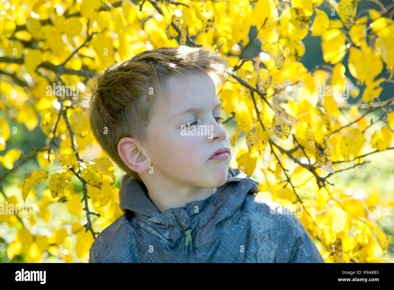 boy with an arrogant view is surrounded by yellow leaves Stock Photo