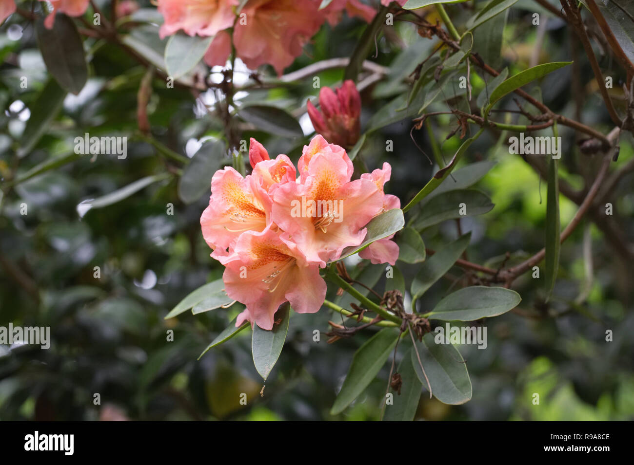 Rhododendron 'Olga' flowers. Stock Photo
