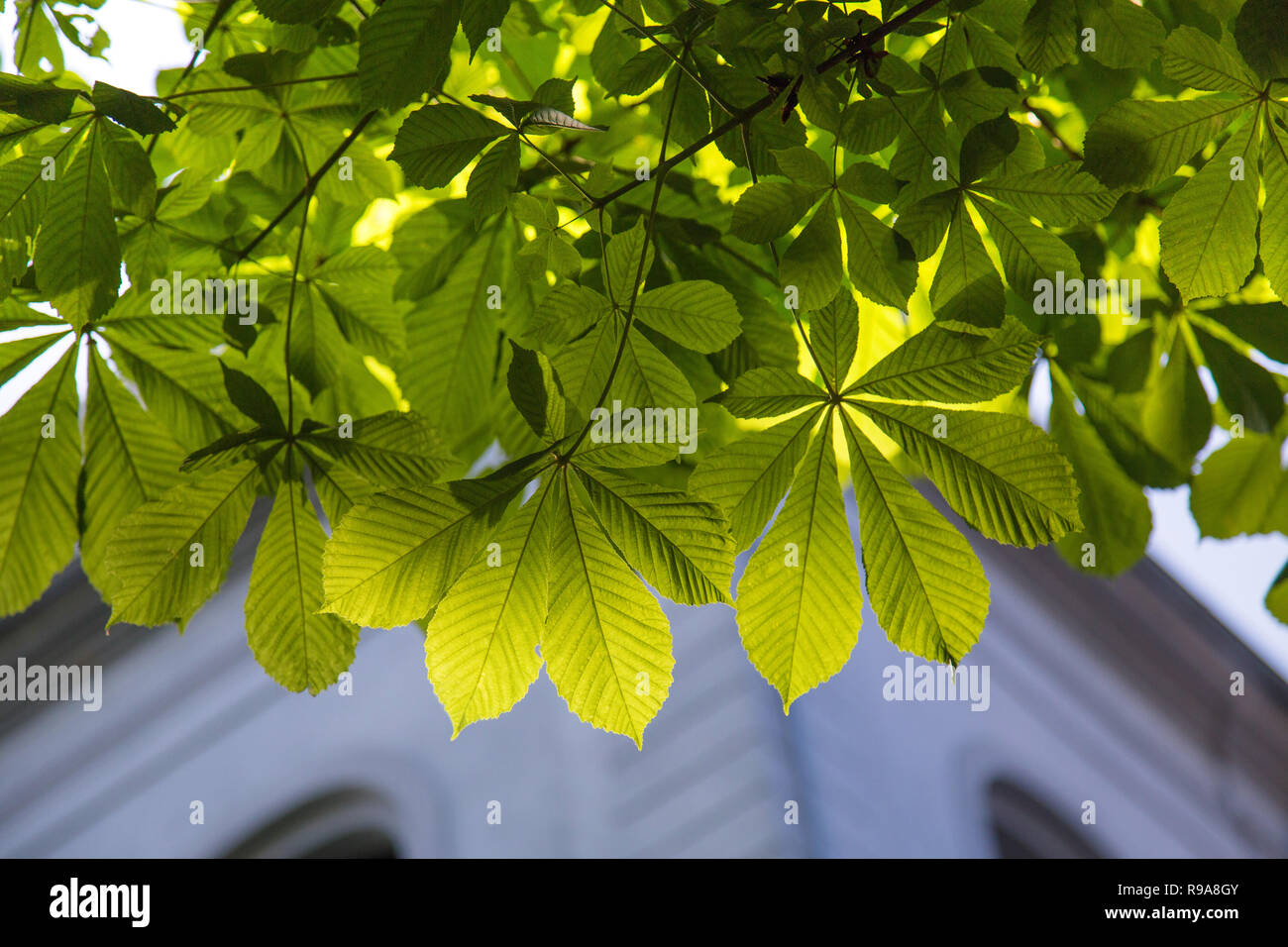 Leafs of the buckeye tree. Fresh green branch of horse chestnut with back light and some bokeh blurred background. Stock Photo