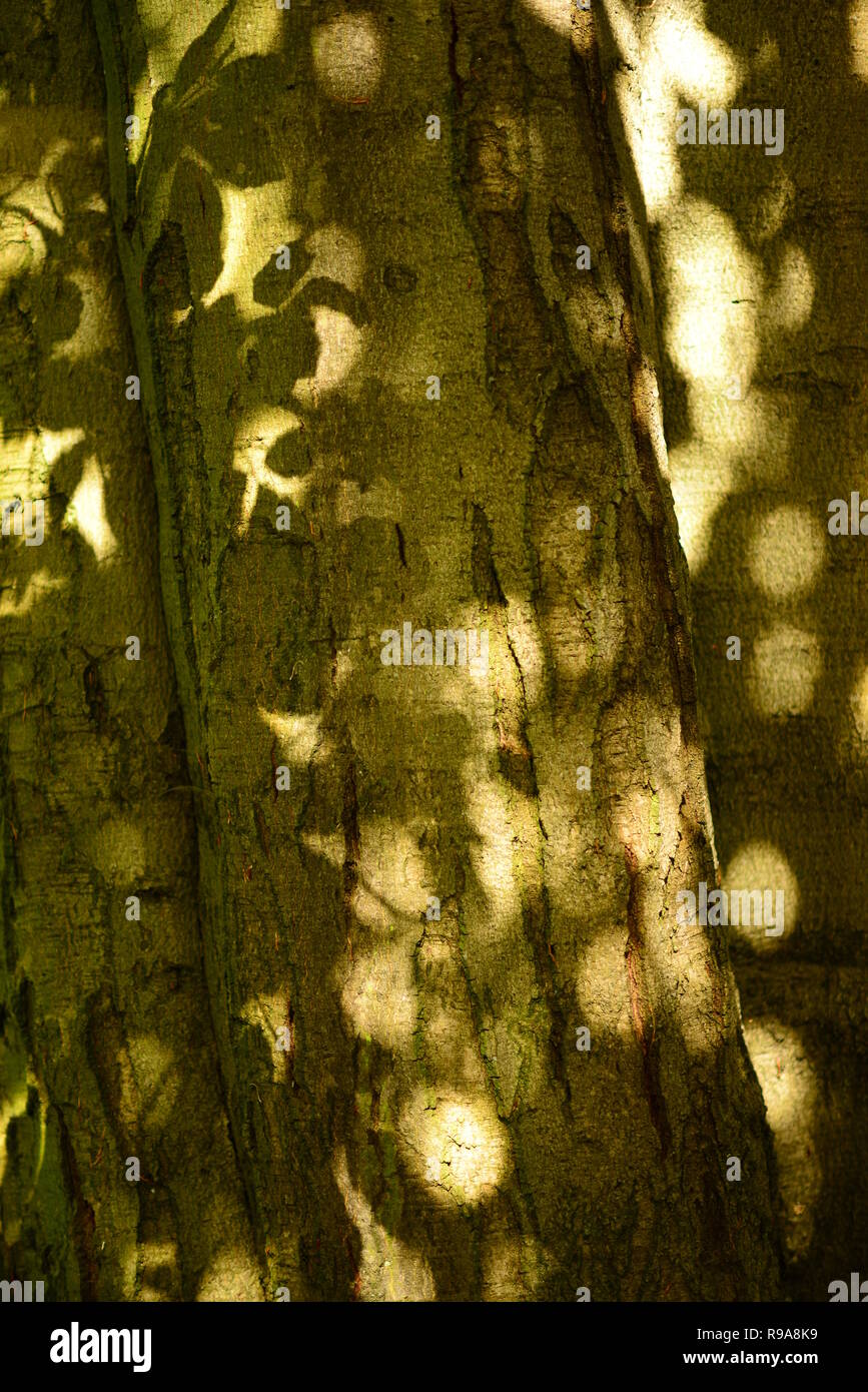 The bark of an old tree with sunspots on it reaching from behind the leaves that cast shadows Stock Photo