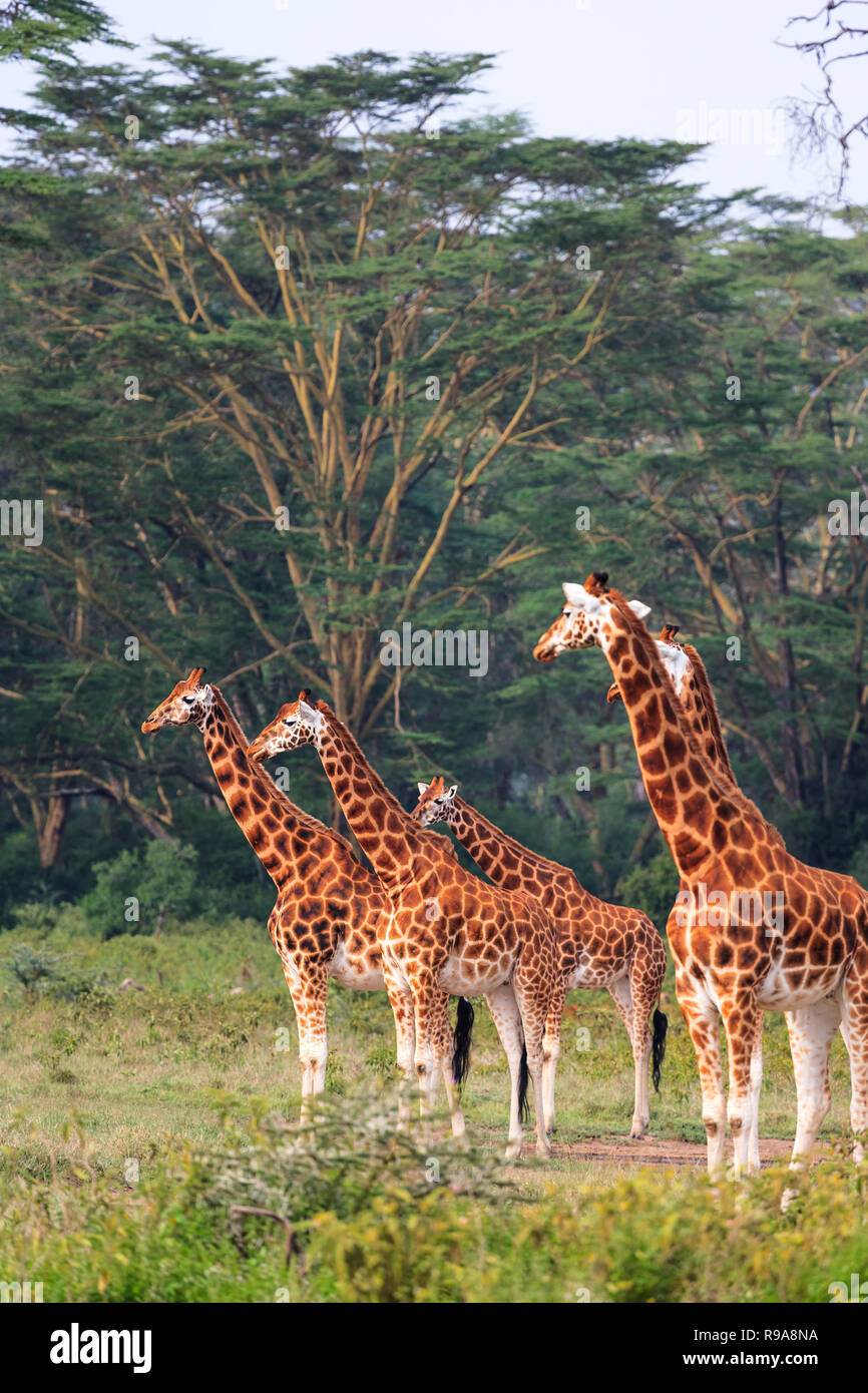 Few giraffe in Nakuru park. Nakuru, Kenya Stock Photo