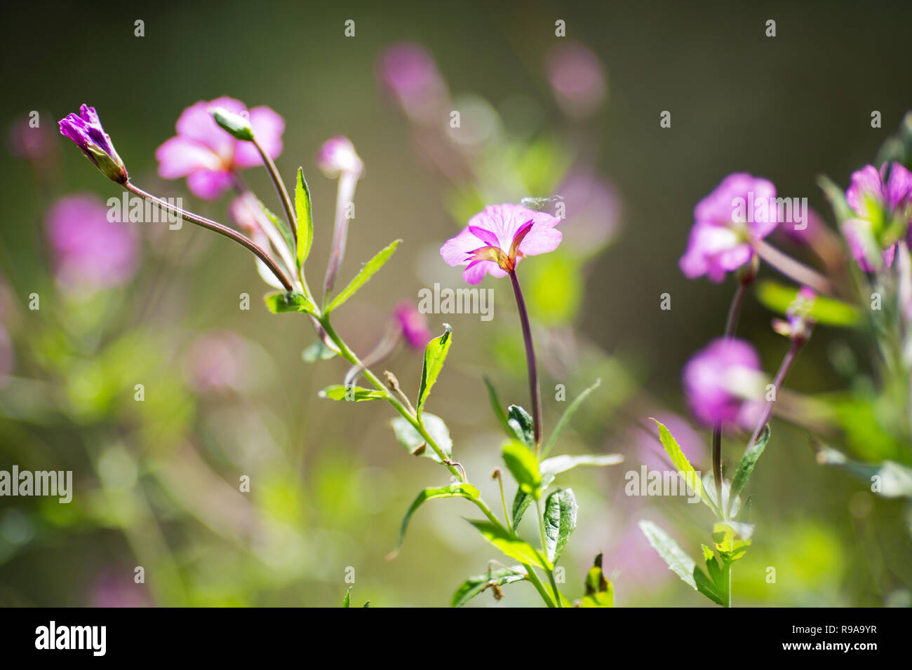purple wild flowers on a background of blurred greens Stock Photo