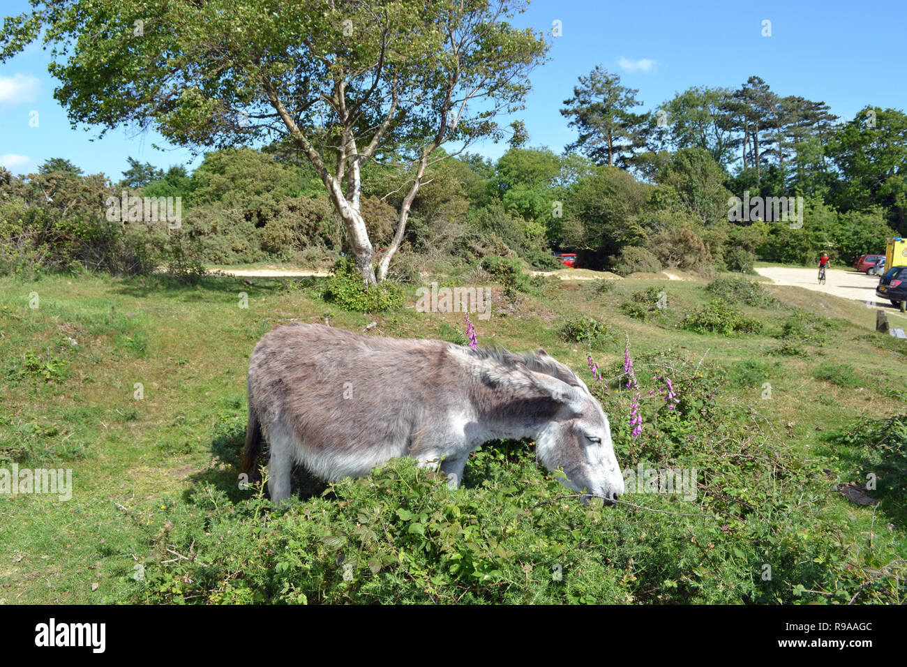 Wild donkey in the New Forest, Hampshire, UK Stock Photo