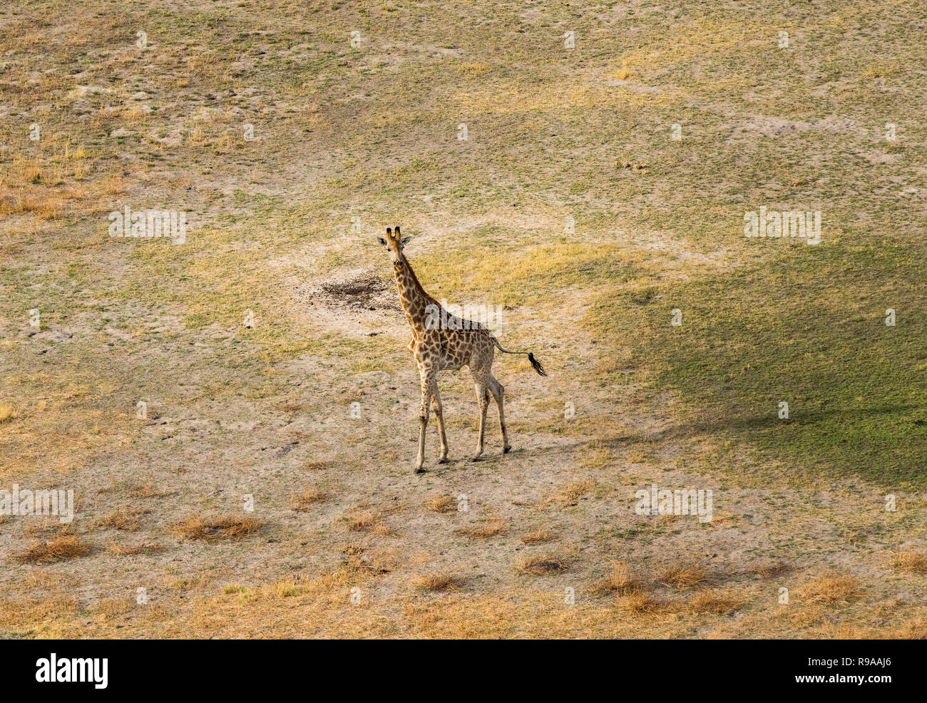 Giraffe in bush hi-res stock photography and images - Alamy, image size:1300x986