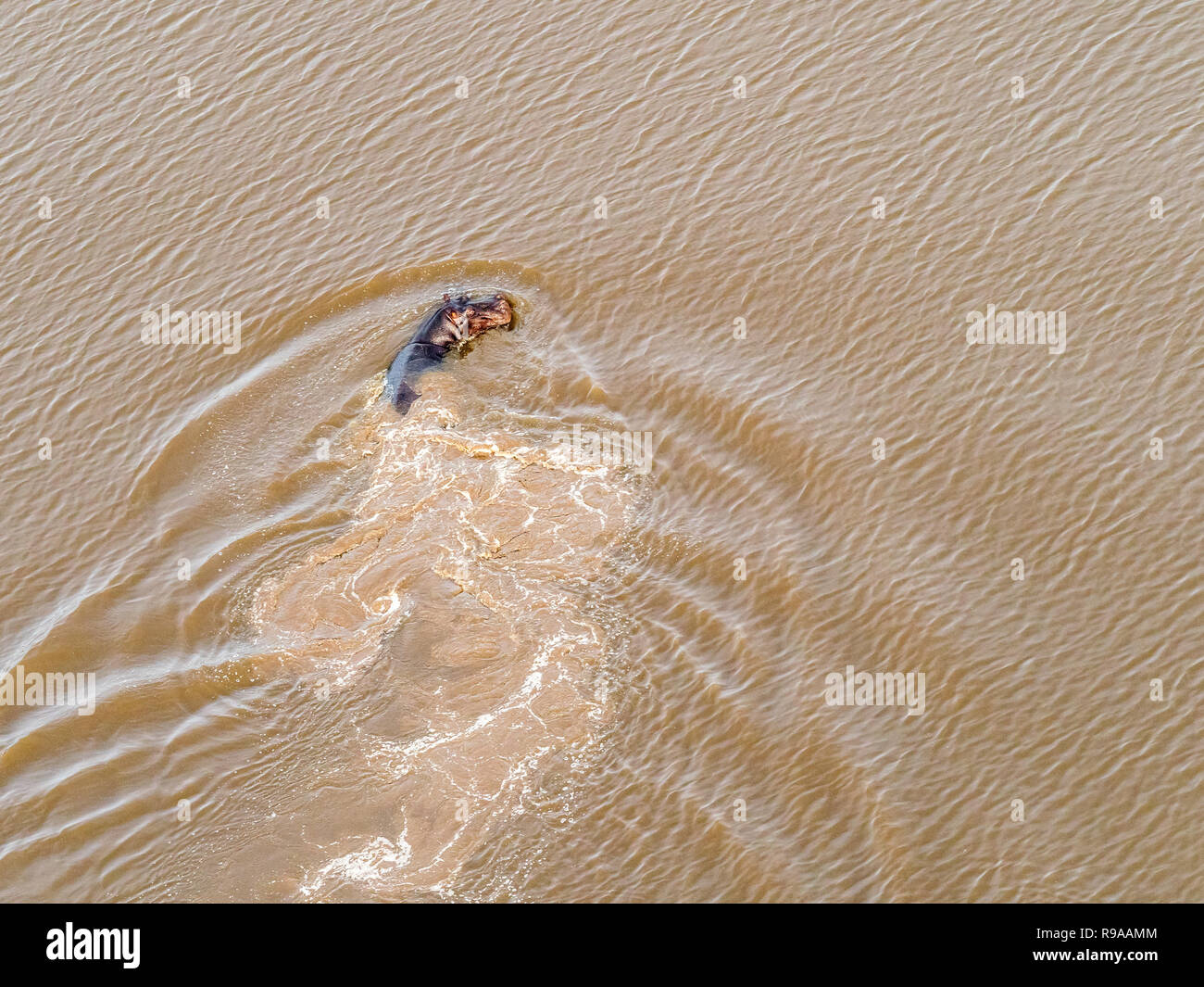 Aerial view on big hippo floating in water, hippopotamus floating in the river, Okavango Delta, Botswana, Africa Stock Photo