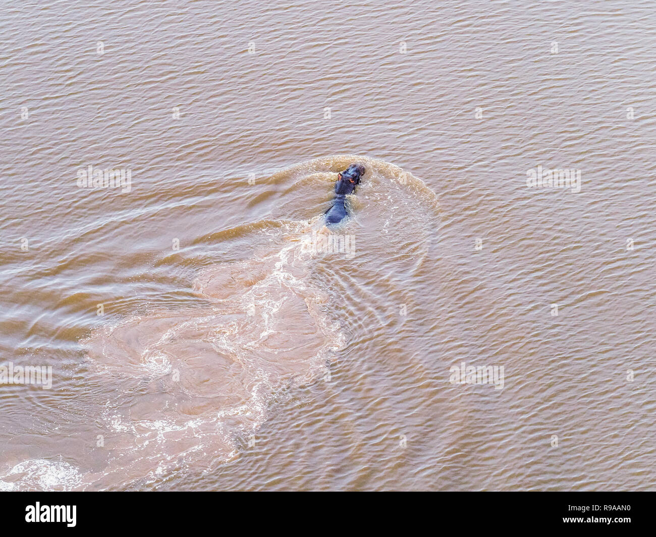 Aerial view on big hippo floating in water, hippopotamus floating in the river, Okavango Delta, Botswana, Africa Stock Photo