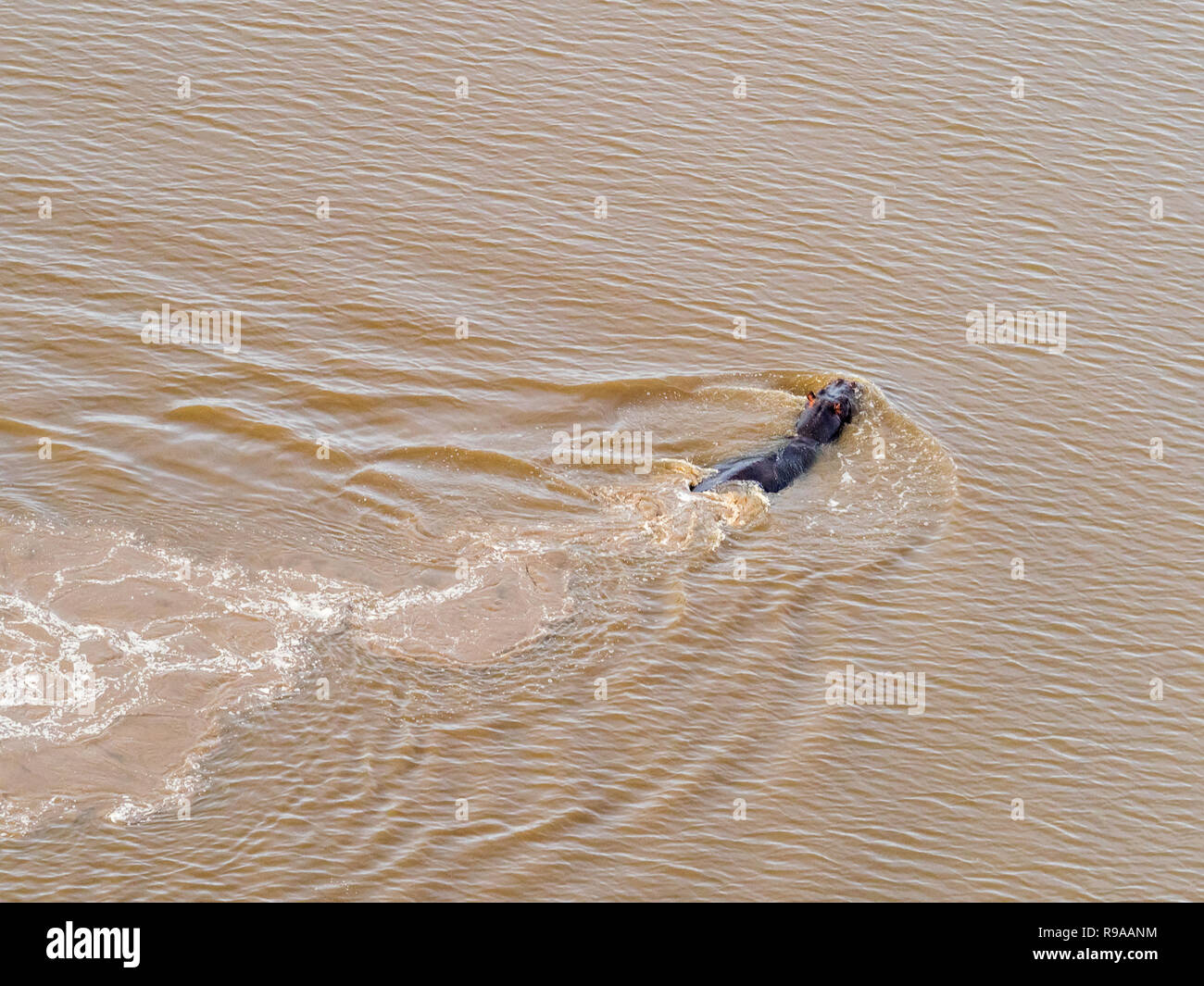 Aerial view on big hippo floating in water, hippopotamus floating in the river, Okavango Delta, Botswana, Africa Stock Photo