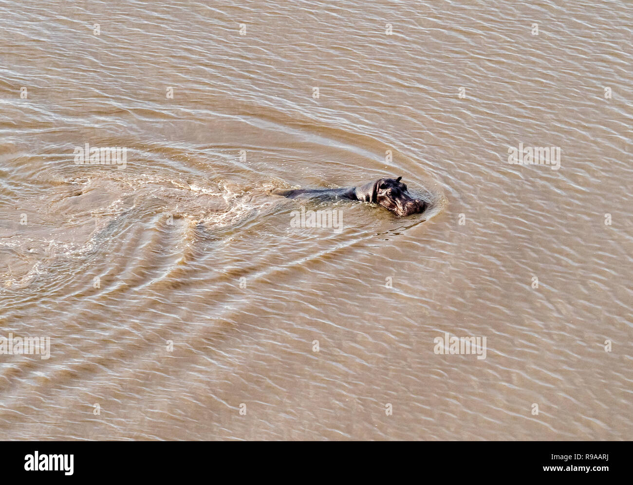 Aerial view on big hippo floating in water, hippopotamus floating in the river, Okavango Delta, Botswana, Africa Stock Photo