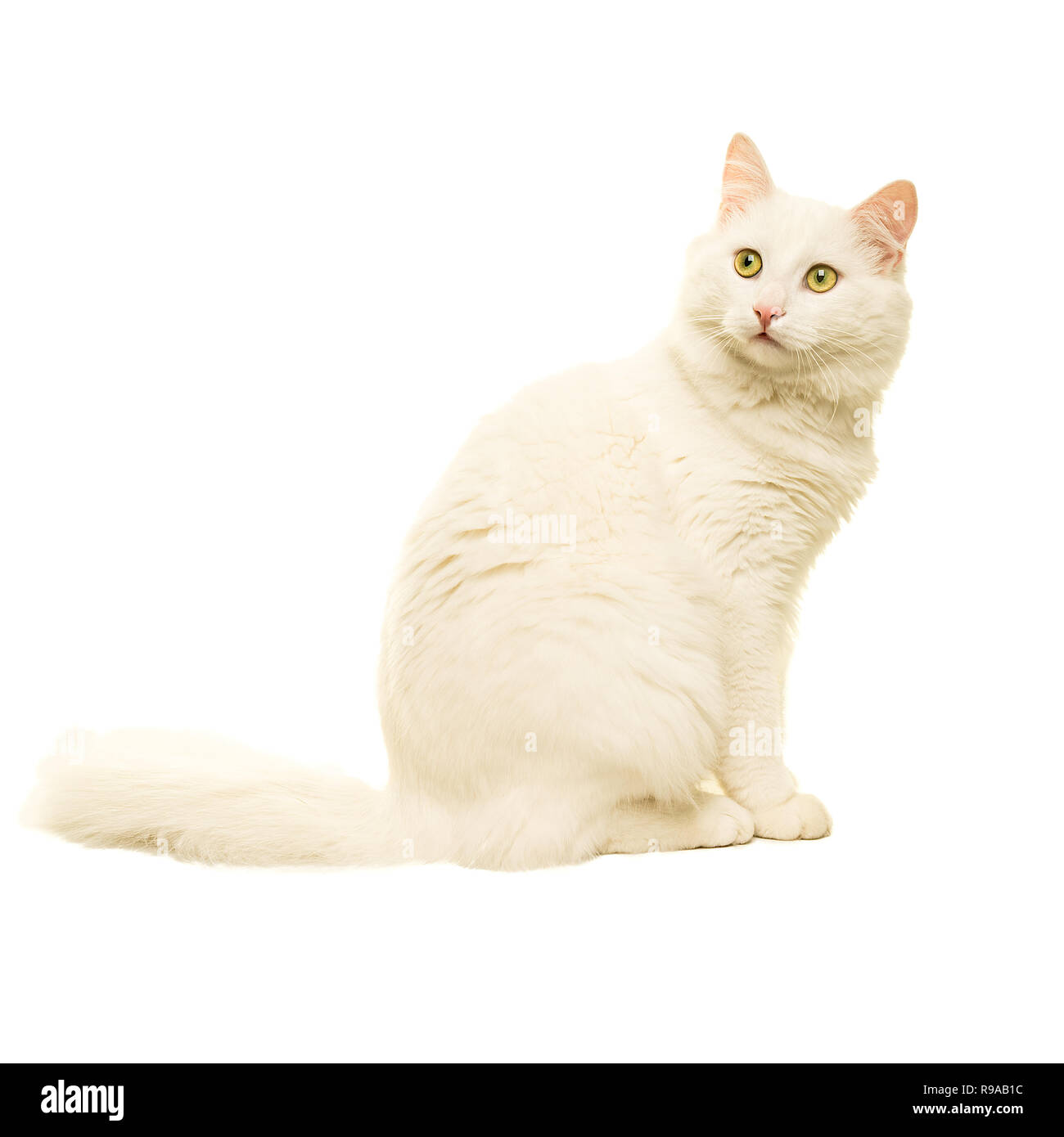 Beautiful white Turkish Angora cat isolated in white Stock Photo