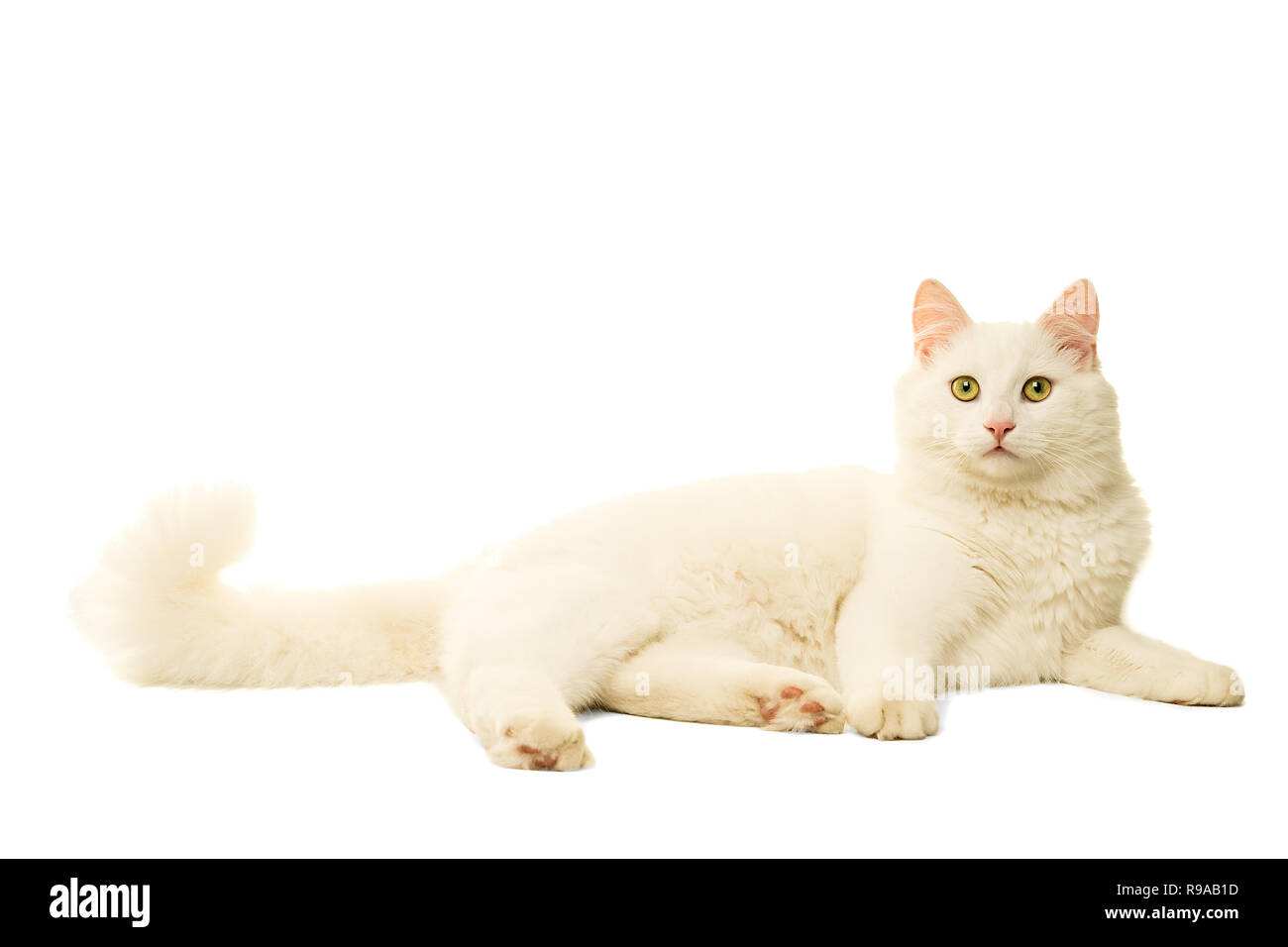 Beautiful white Turkish Angora cat isolated in white Stock Photo