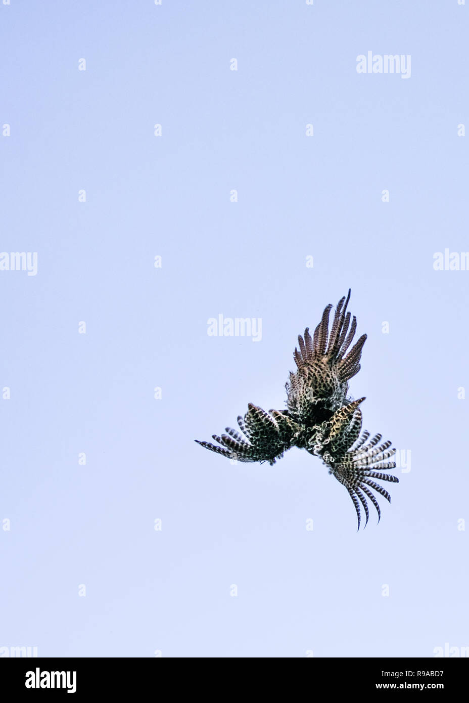A shot pheasant falling to earth during a pheasant shoot. Stock Photo