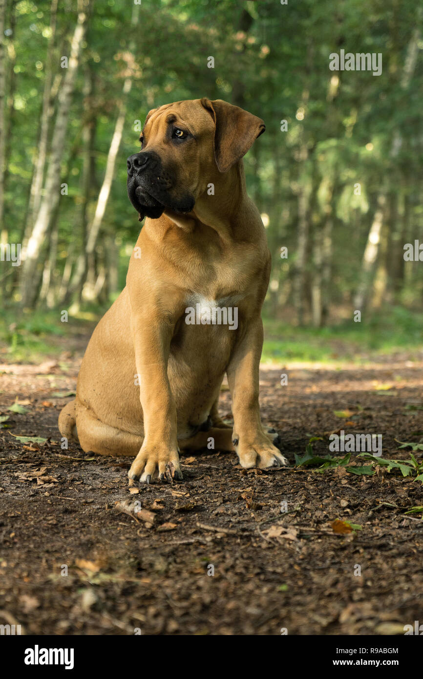 10 months young boerboel or South African Mastiff pup seen from the front sitting facing left in a forrest setting Stock Photo