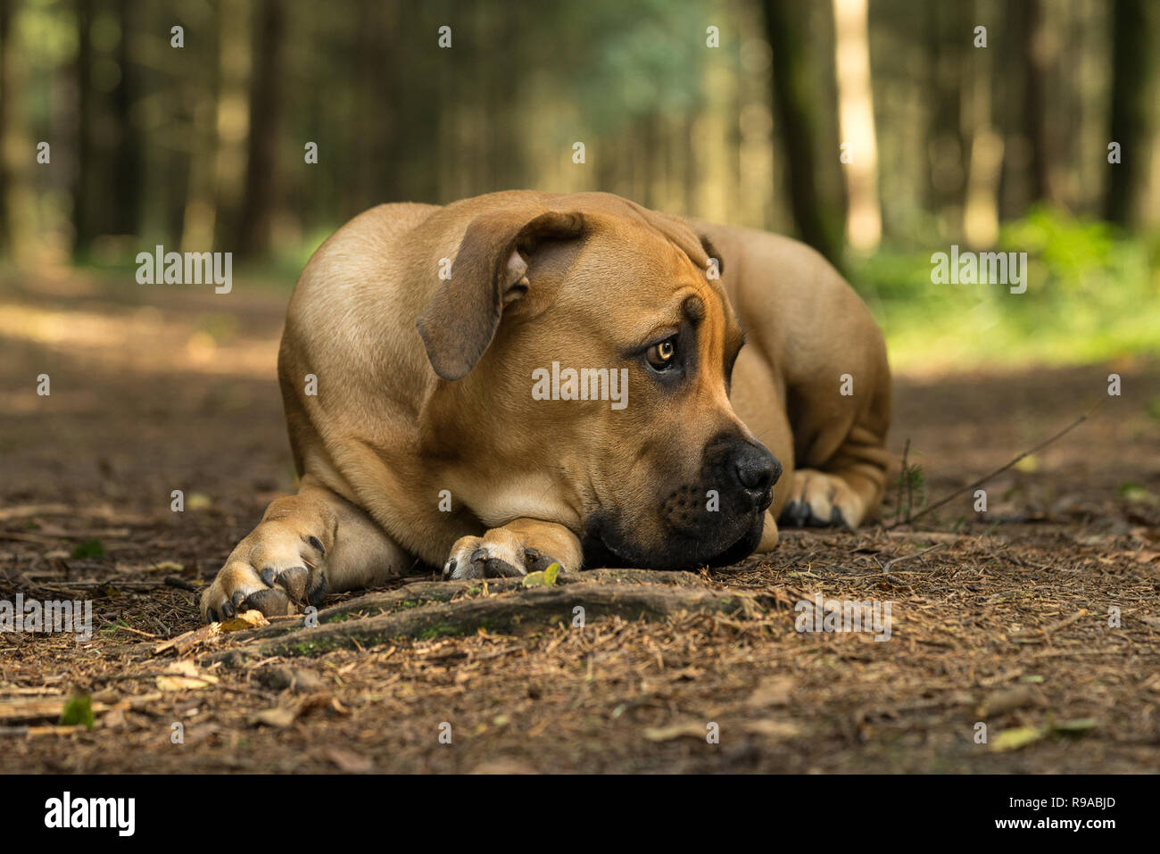 10 months young boerboel or South African Mastiff pup lying down with his head on the floor seen from the front facing right in a forrest setting Stock Photo