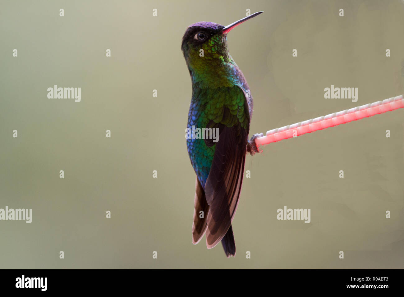 Panterpe insignis hires stock photography and images Alamy