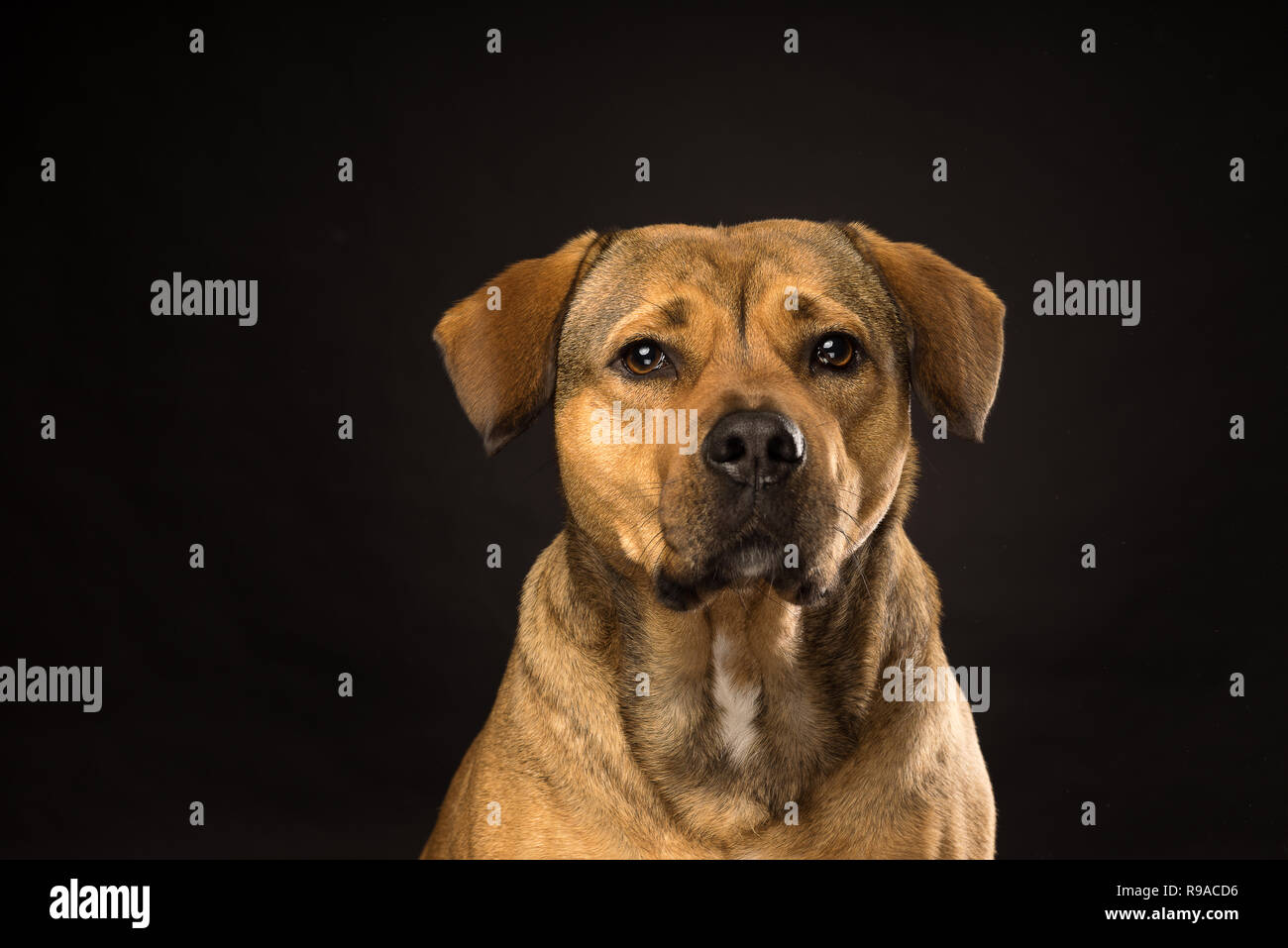 Mastiff Rottweiler Mix Puppies