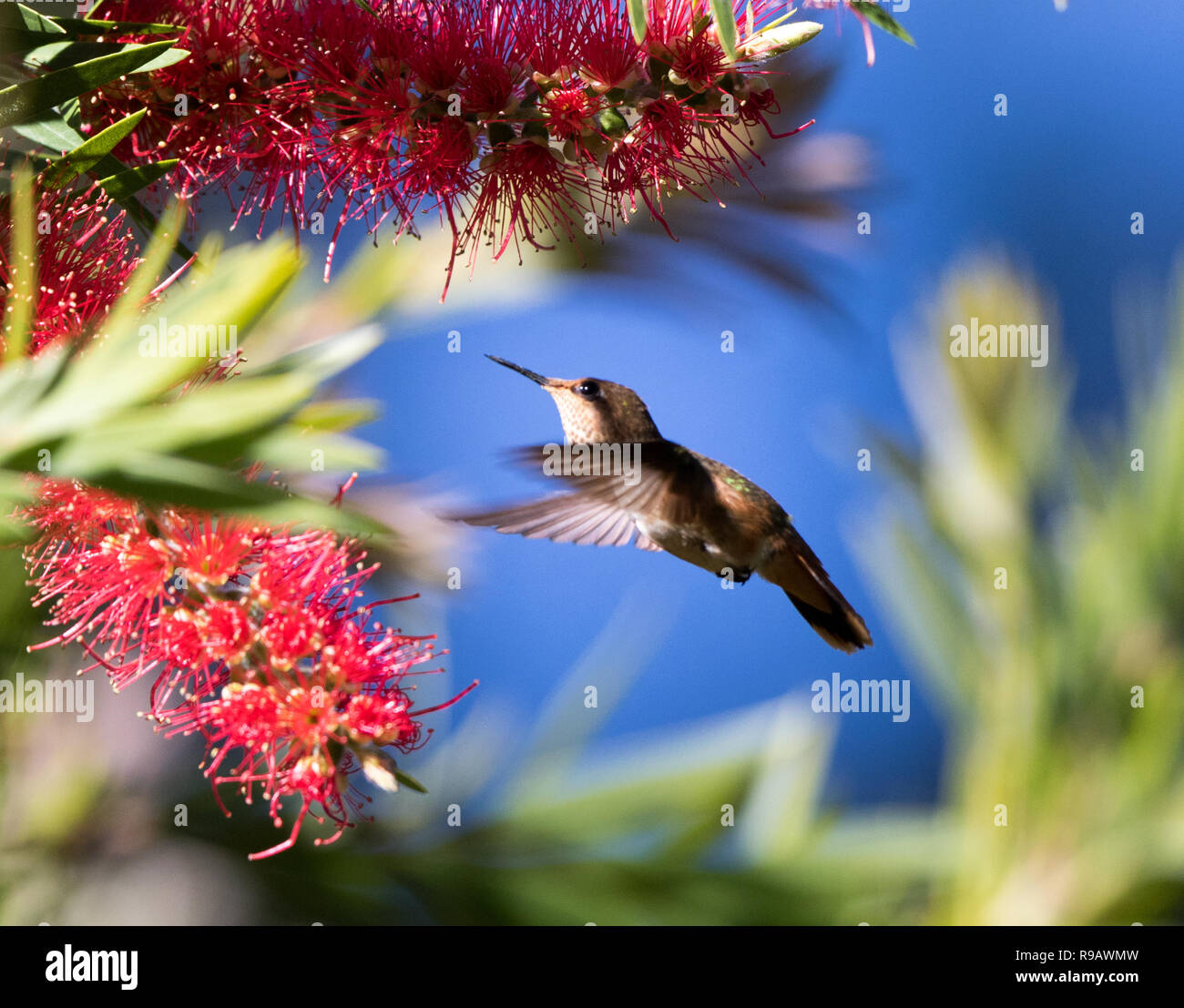 Scintillant hummingbird (Selasphorus scintilla) Stock Photo