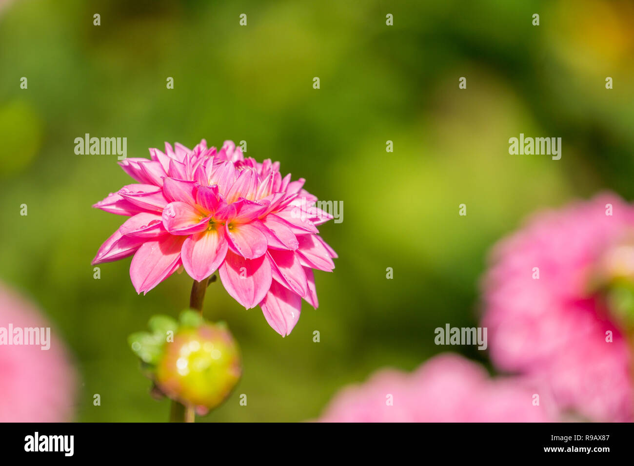Close-up of a Pink Dahlia Sylvia (Pompon) Flower in Summer. Stock Photo