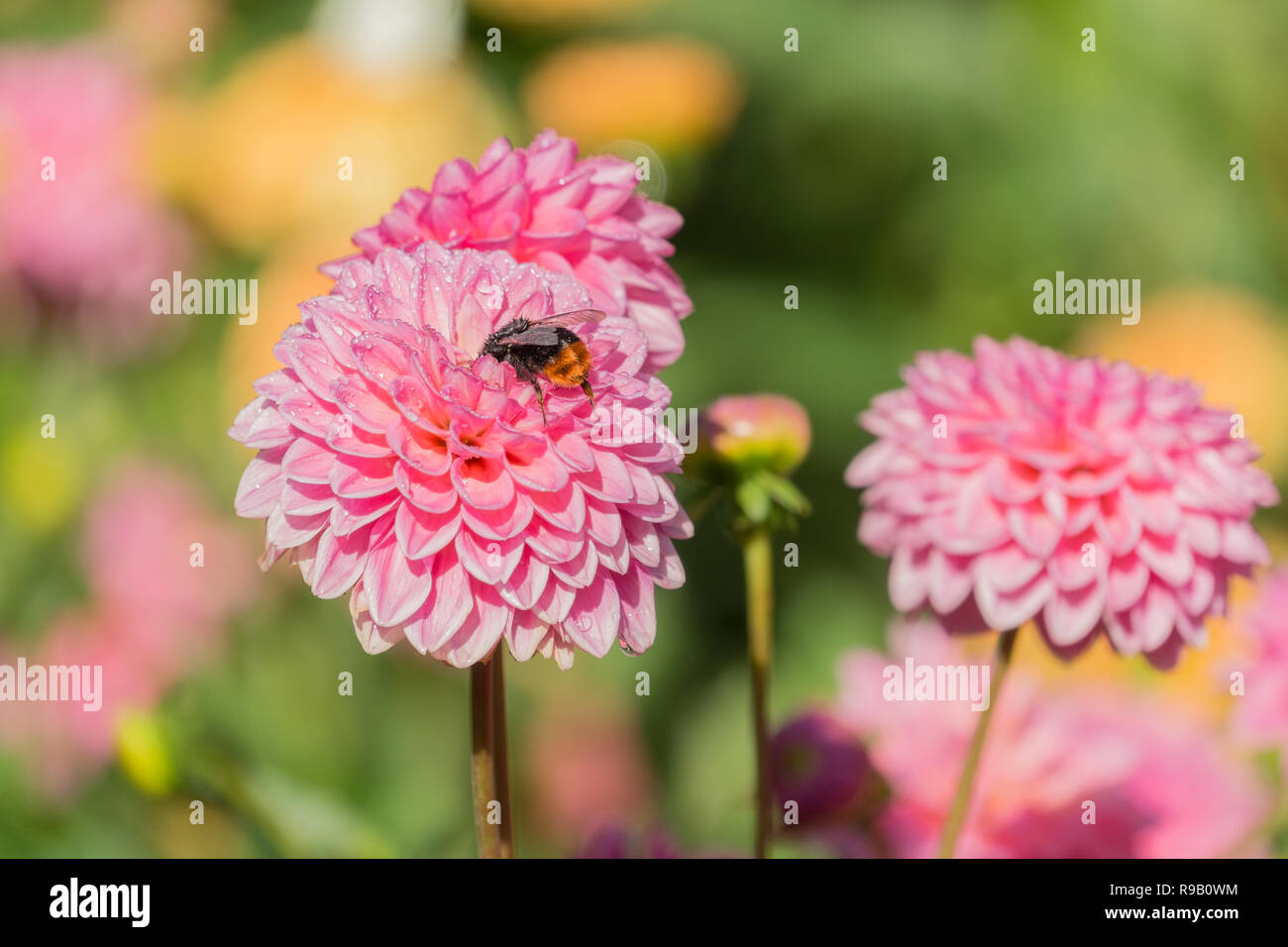 Close-up of a Pink Dahlia Sylvia (Pompon) Flower in Summer. Stock Photo