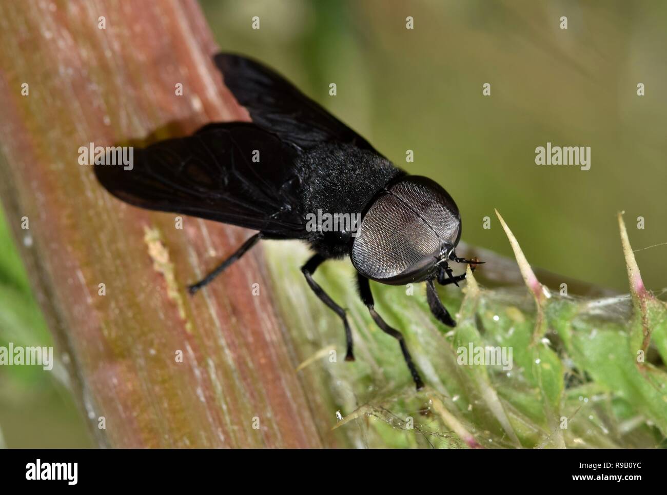 Horse flies hires stock photography and images Alamy