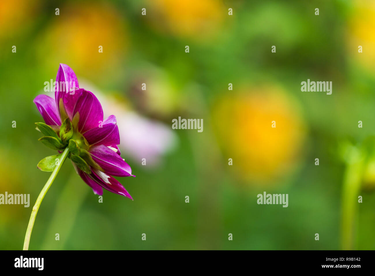 Close-up of a Dahlia Night Butterfly Flower on a sunny Day Stock Photo ...