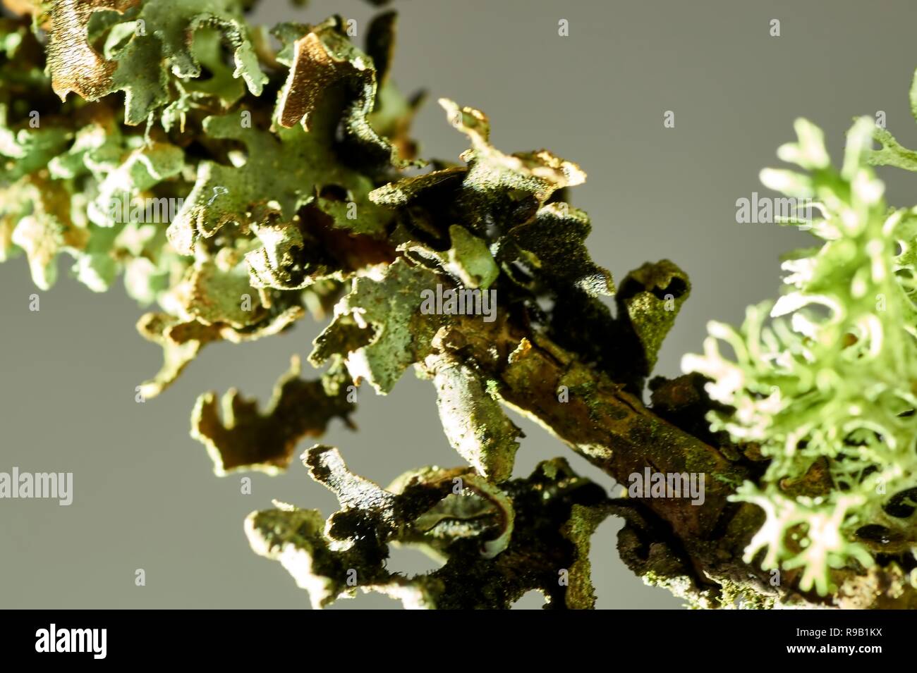 Thallus species of lichen Xanthoria parietina, Parmelia sulcata, Physcia tenella on a branch close-up, in the autumn Stock Photo