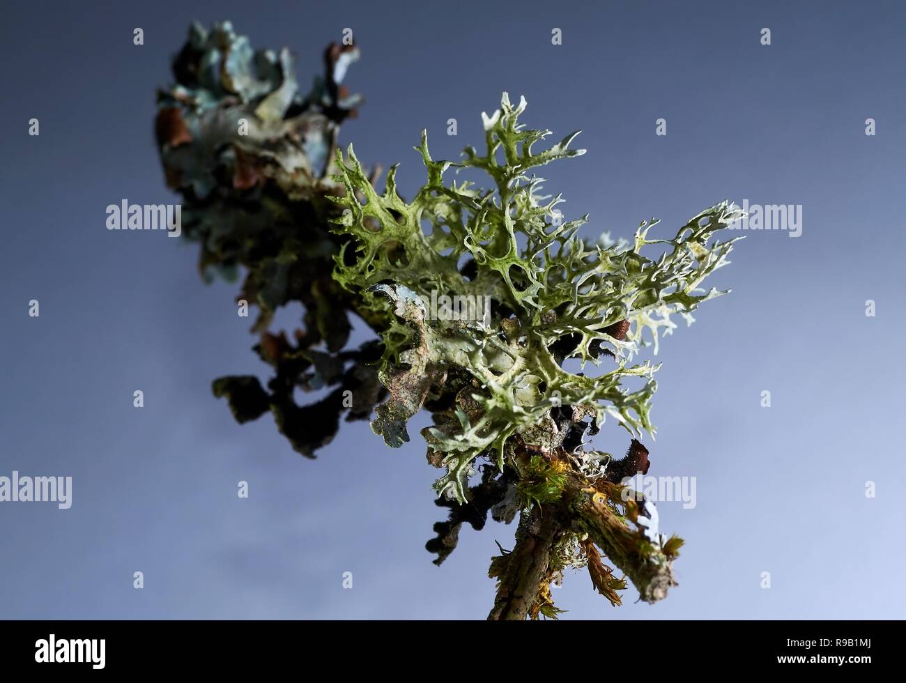 Thallus species of lichen Xanthoria parietina, Parmelia sulcata, Physcia tenella on a branch close-up, in the autumn Stock Photo