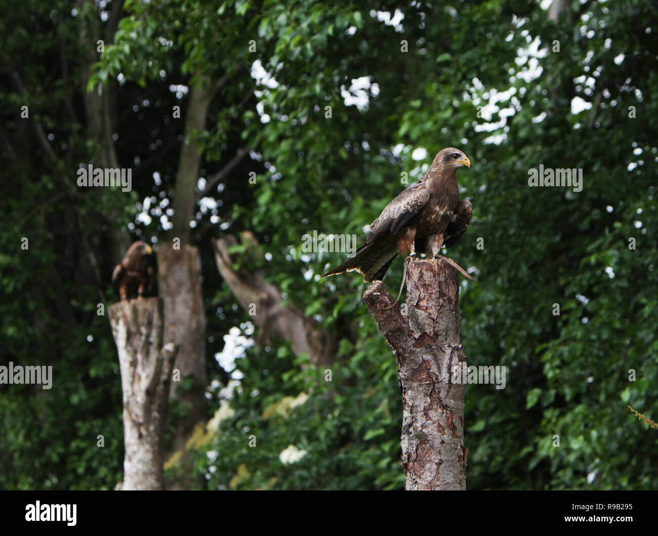 Two falcons hires stock photography and images Alamy