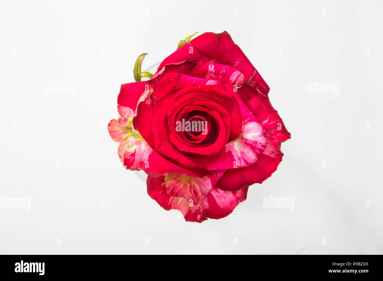 One tiger striped red rose closeup, bud view from all macro on white