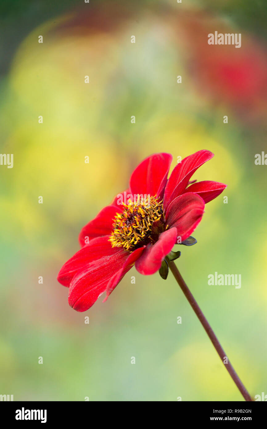 Close-up of a Red Dahlia Bishop of Auckland (Dahlia Pooh) Flower on a ...