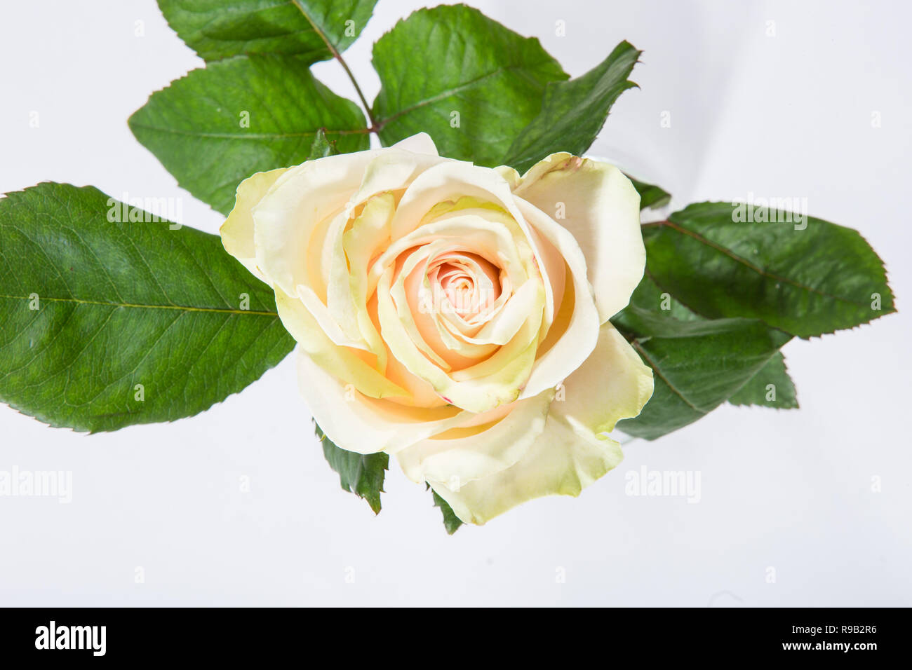 White rose isolated on white background Stock Photo - Alamy