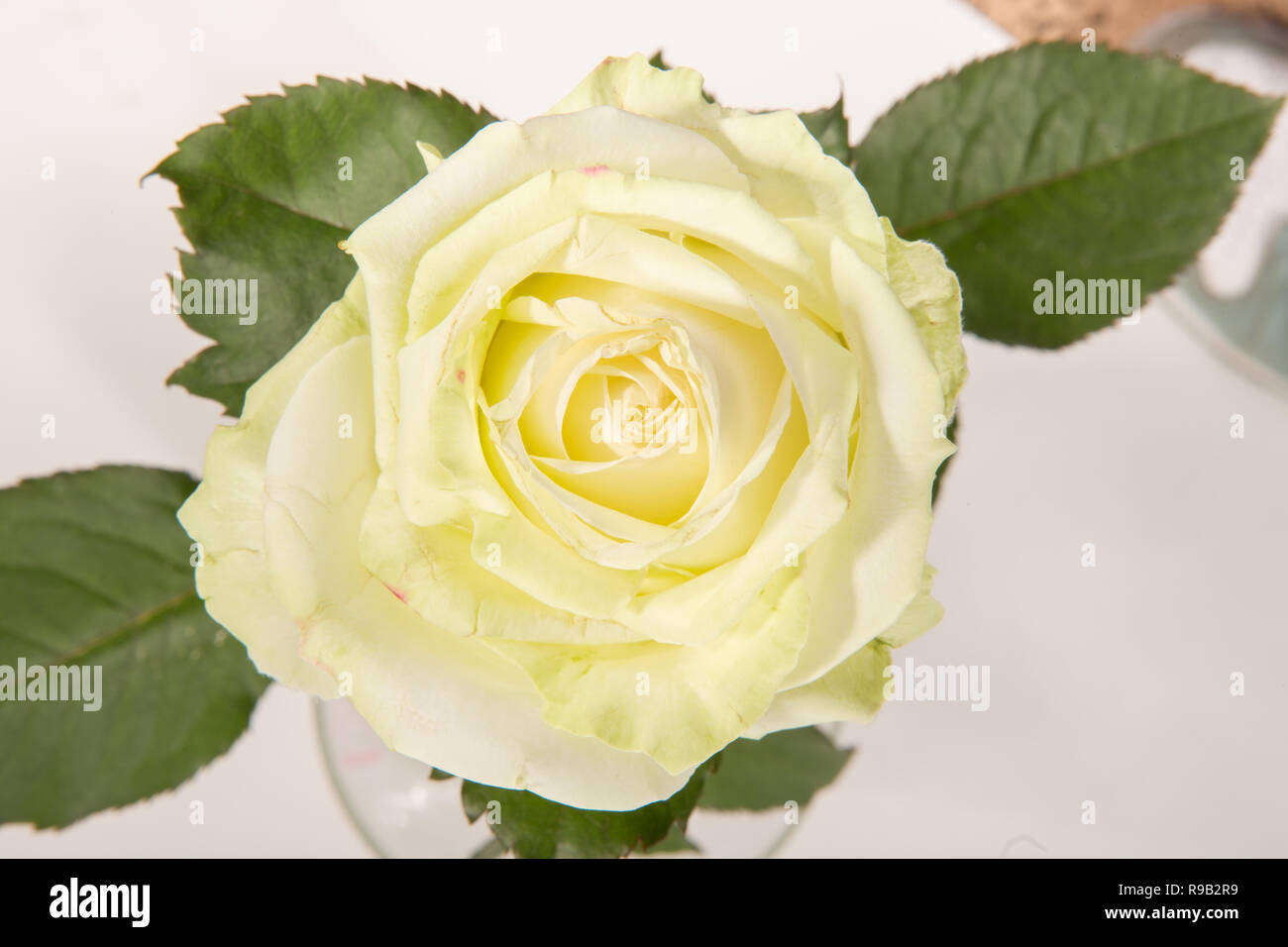 White rose isolated on white background Stock Photo - Alamy