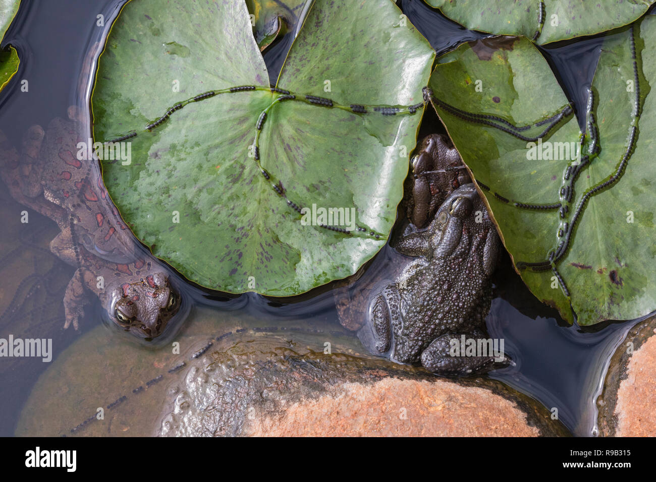 Eastern olive toads (Amietophrynus garmani) mating, with spawn chains, Zimanga private game reserve, KwaZulu-Natal, South Africa Stock Photo