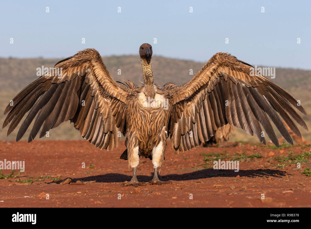 Whitebacked vulture (Gyps africanus), Zimanga private game reserve, KwaZulu-Natal, South Africa Stock Photo