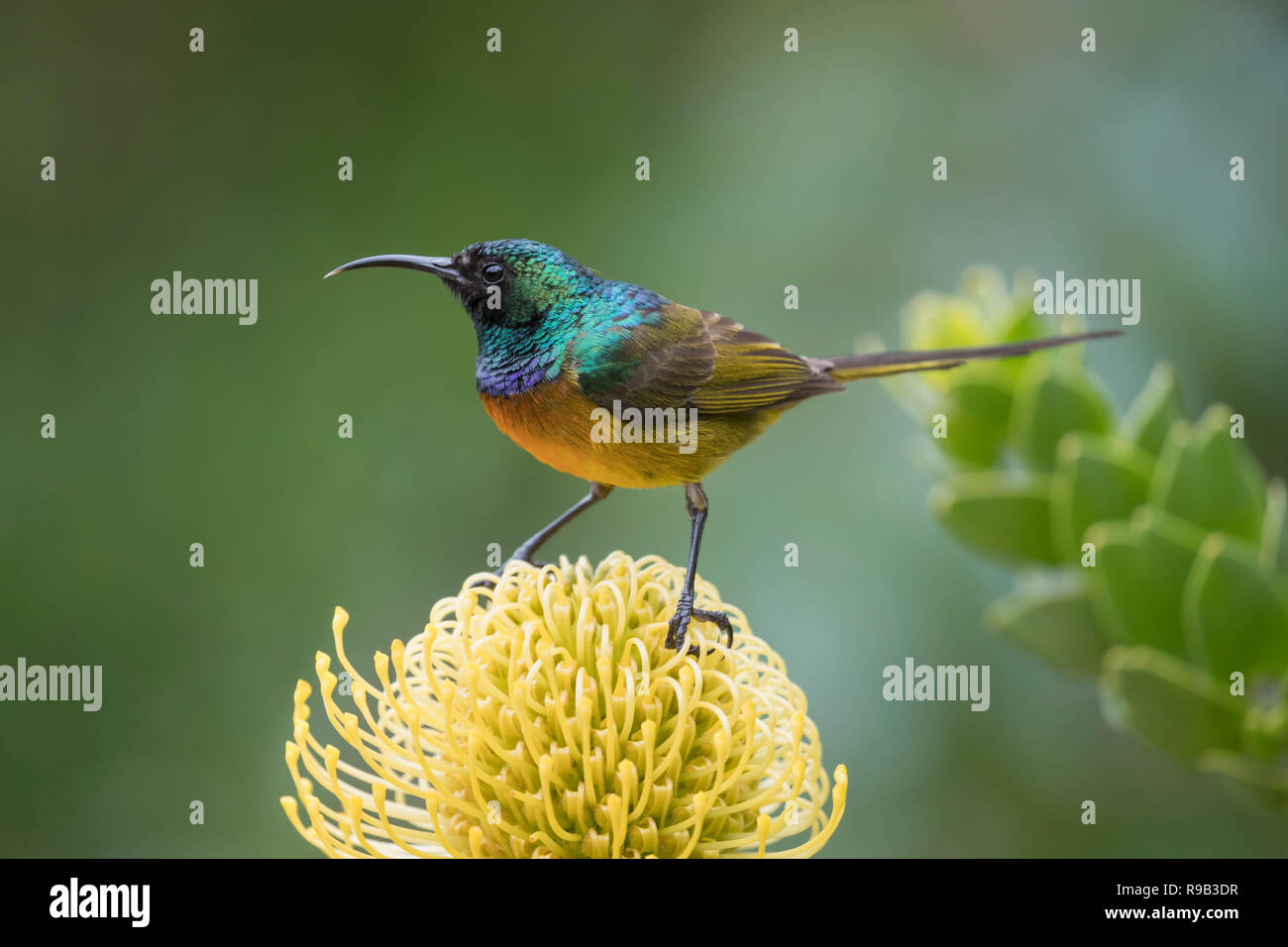 Orange-breasted sunbird (Anthobaphes violacea) on pincushion 'yellow bird', Kirstenbosch National Botanical Garden, Cape Town, South Africa, Stock Photo