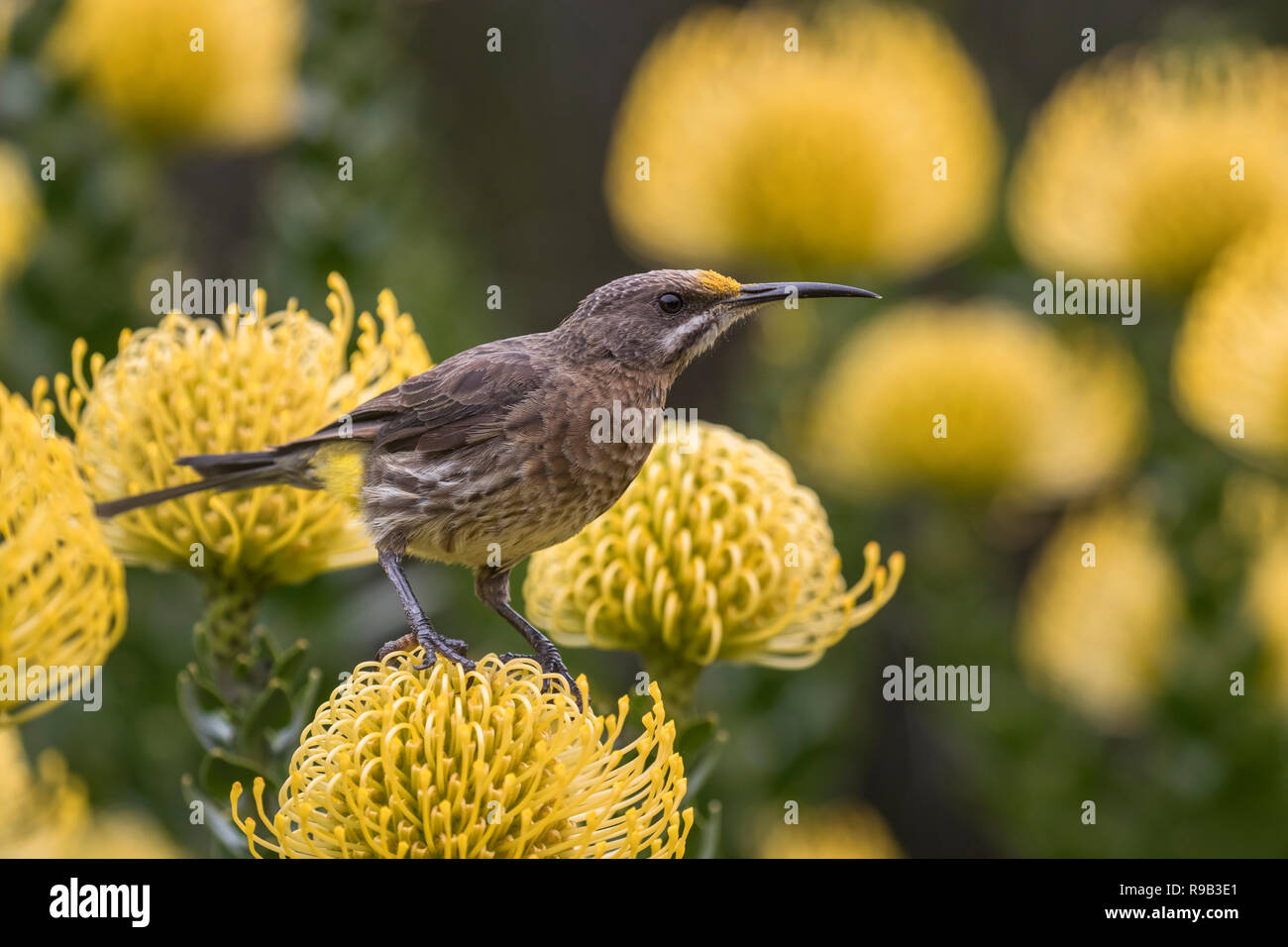 Cape sugarbird (Promerops cafer) on pincushion 'yellow bird